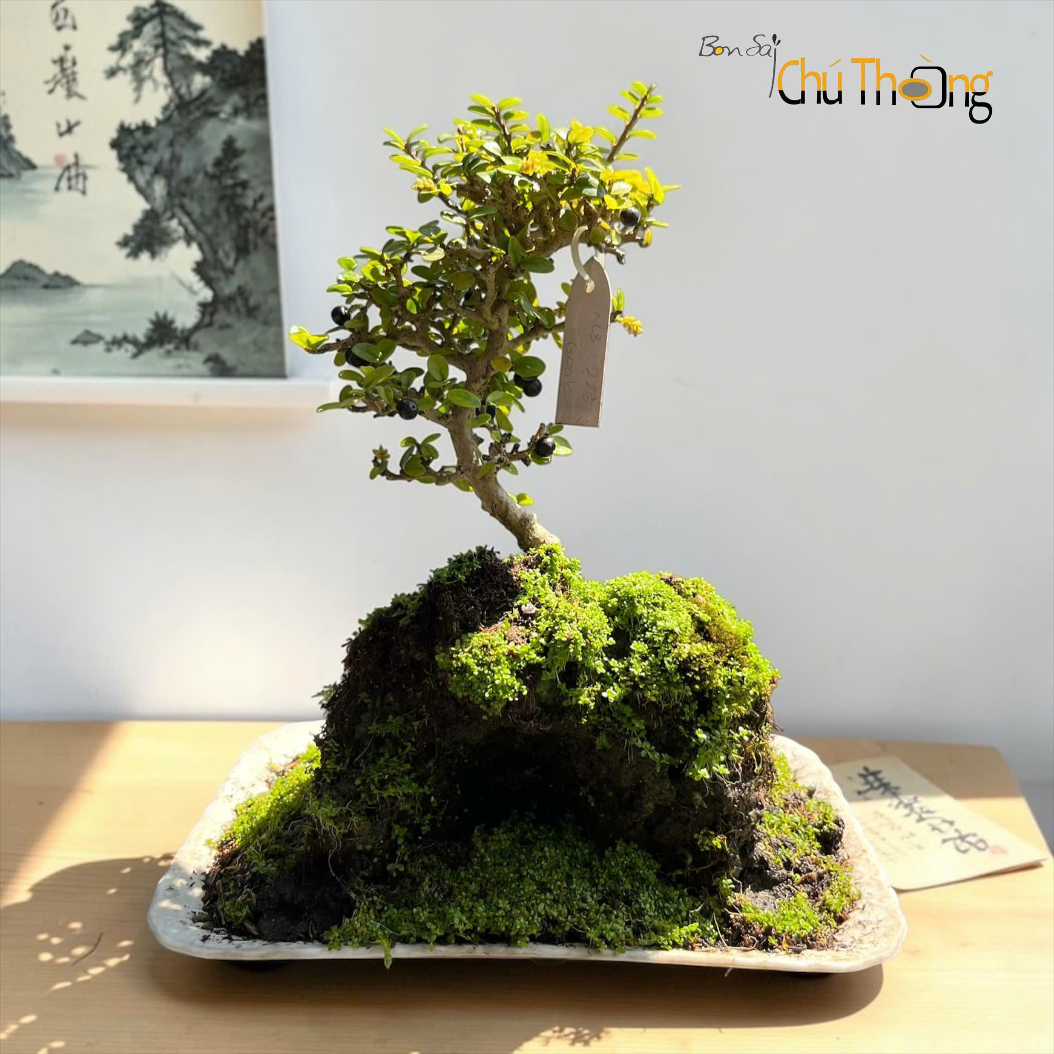HỘ KINH DOANH BONSAI CHÚ THOÒNG