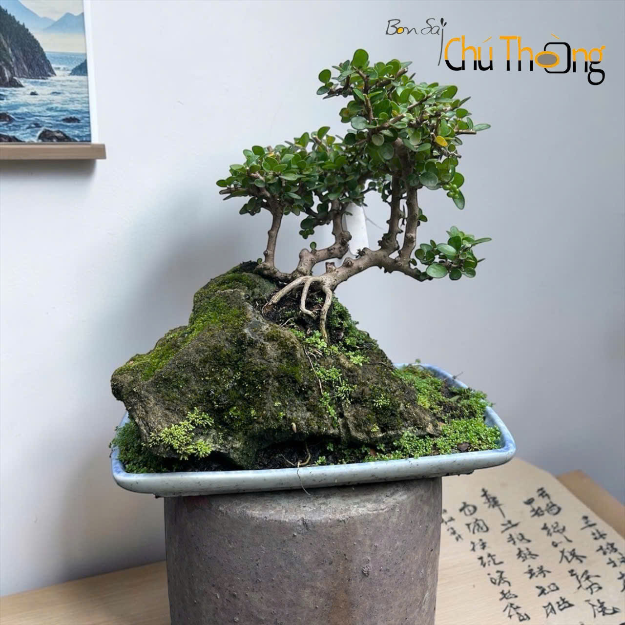 HỘ KINH DOANH BONSAI CHÚ THOÒNG