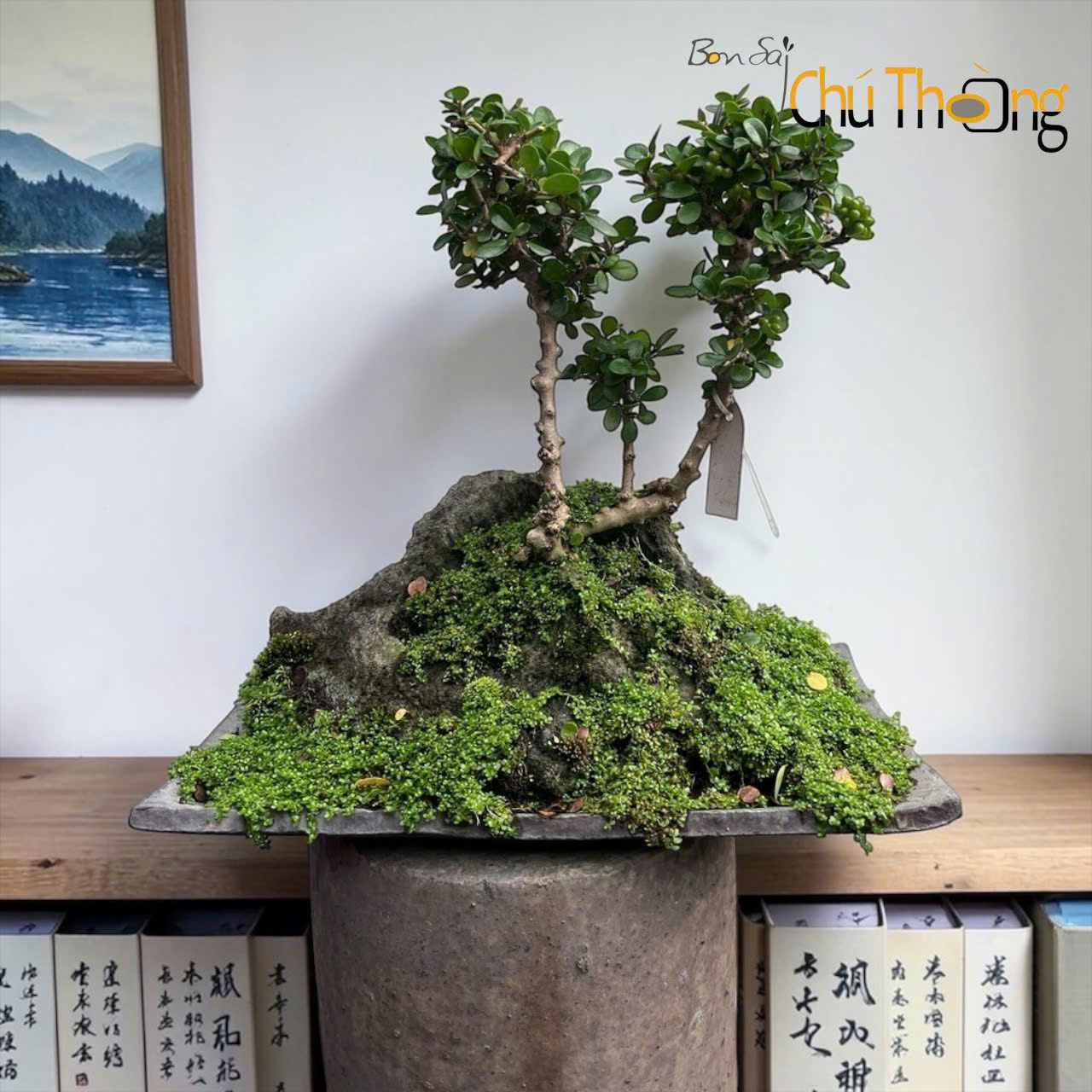 HỘ KINH DOANH BONSAI CHÚ THOÒNG