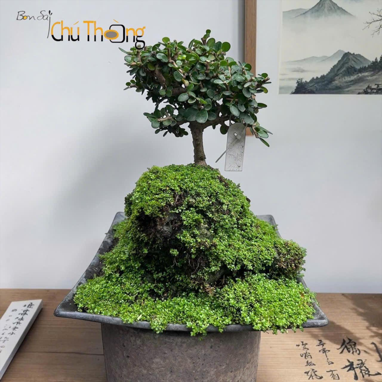 HỘ KINH DOANH BONSAI CHÚ THOÒNG
