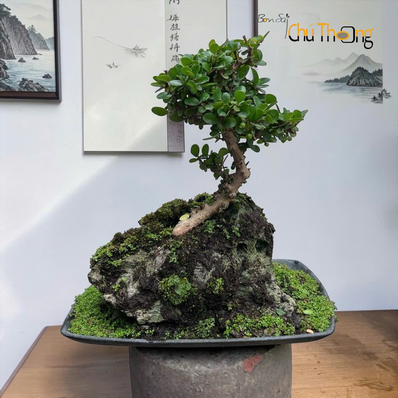 HỘ KINH DOANH BONSAI CHÚ THOÒNG