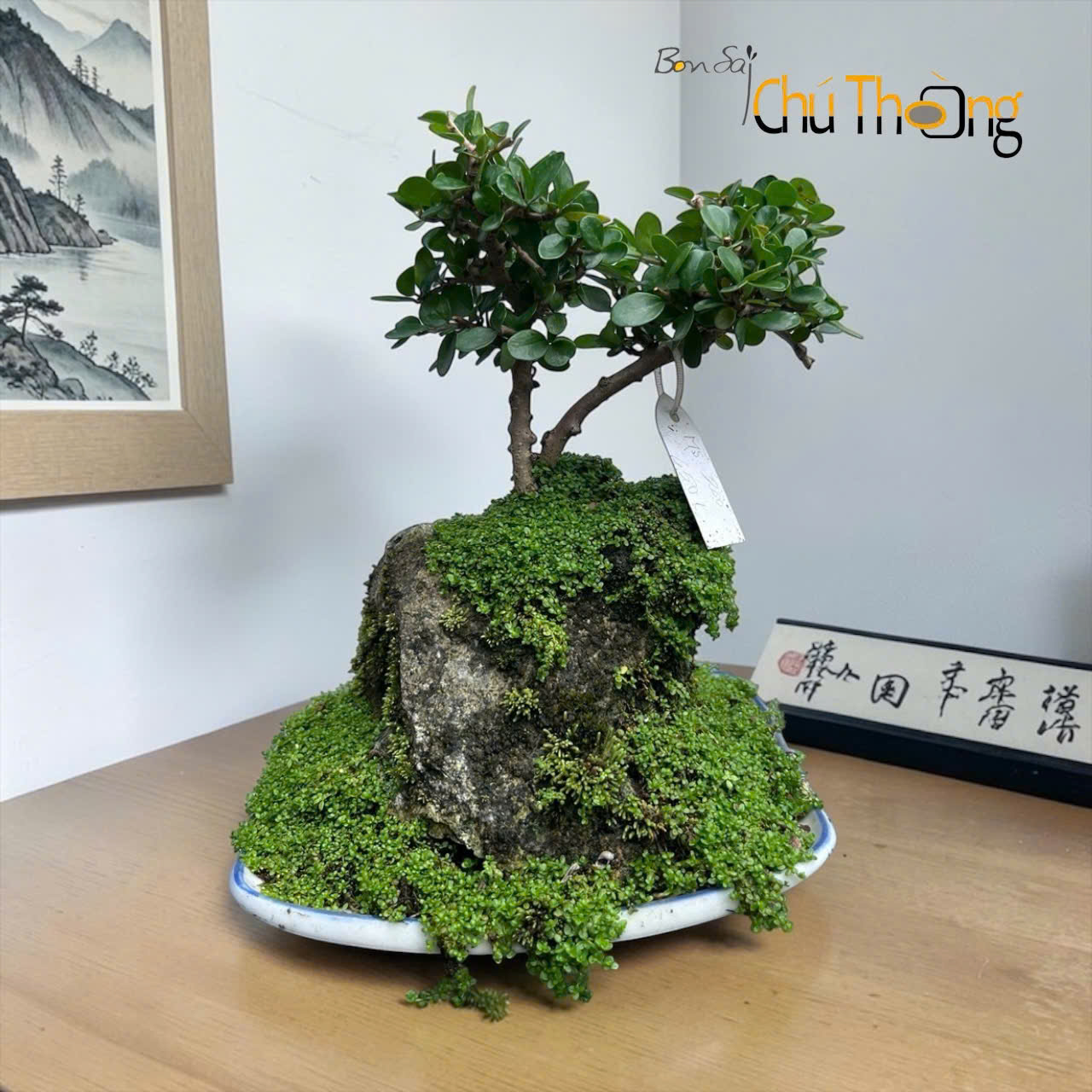 HỘ KINH DOANH BONSAI CHÚ THOÒNG
