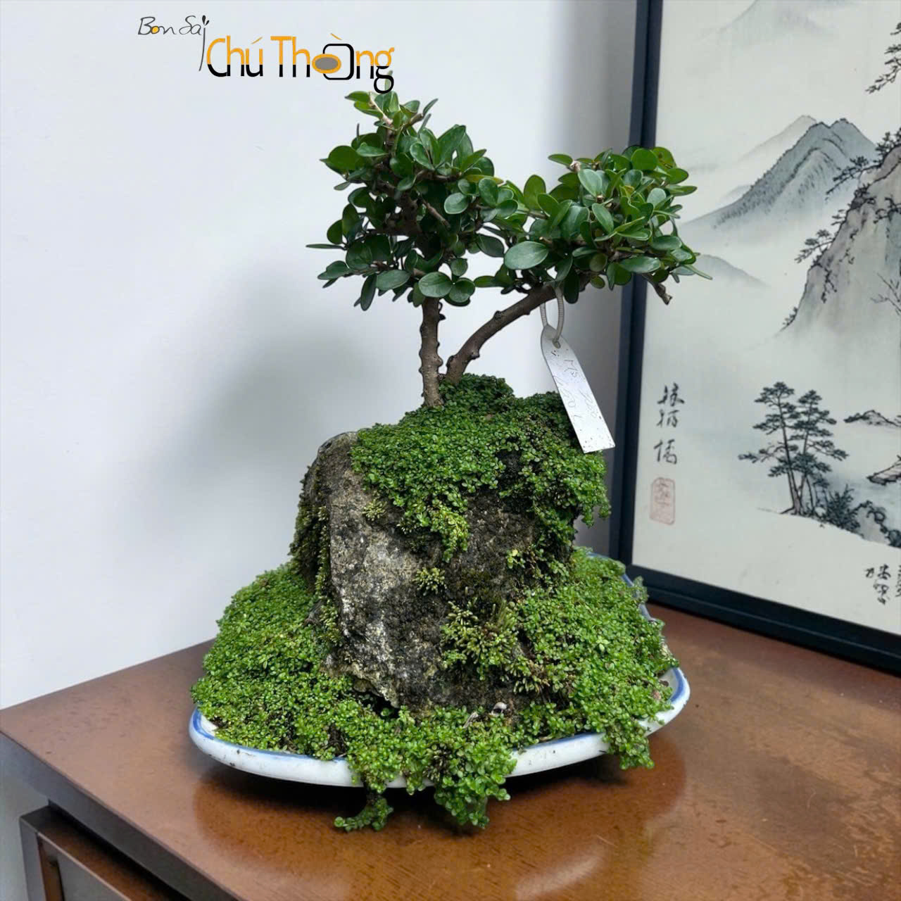 HỘ KINH DOANH BONSAI CHÚ THOÒNG