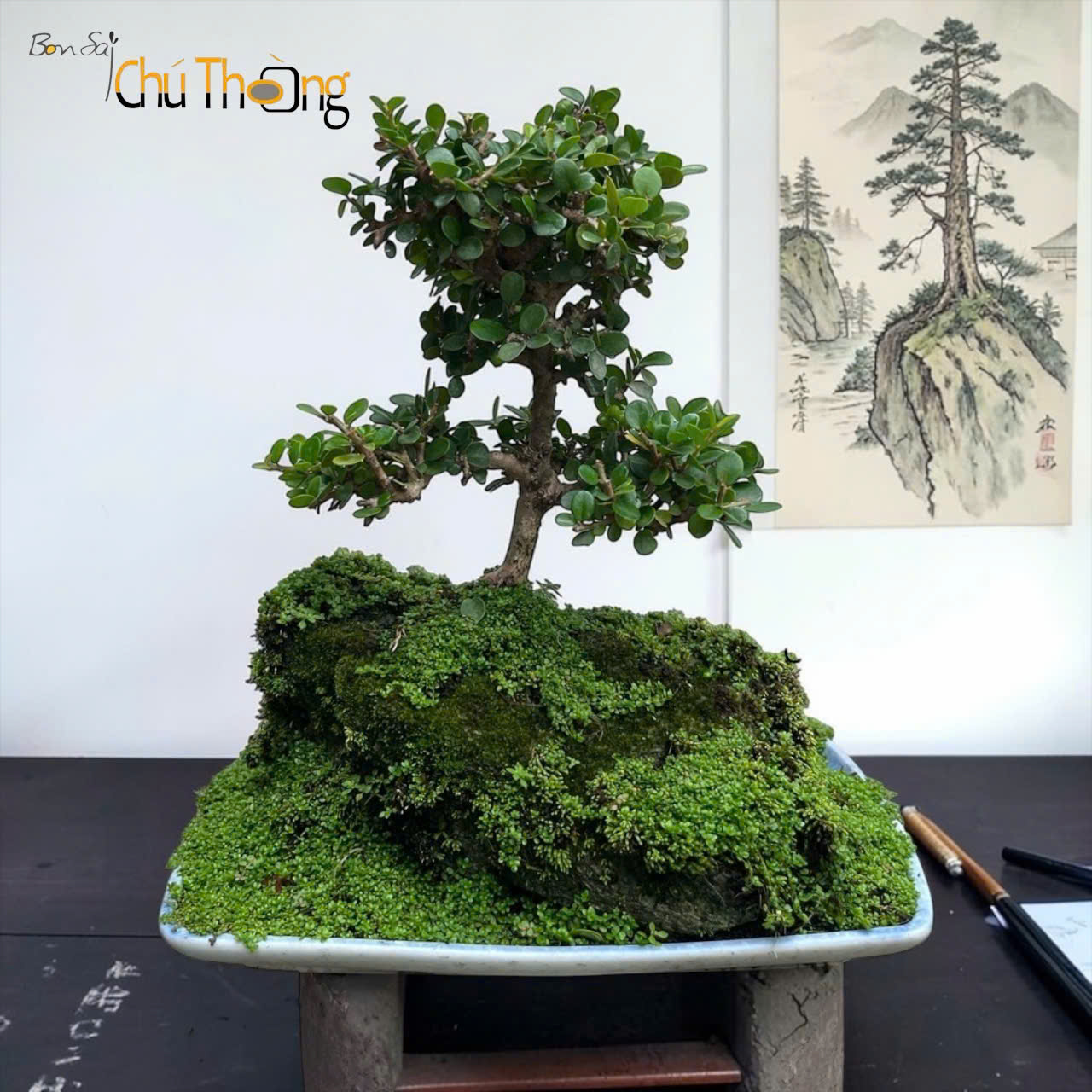 HỘ KINH DOANH BONSAI CHÚ THOÒNG