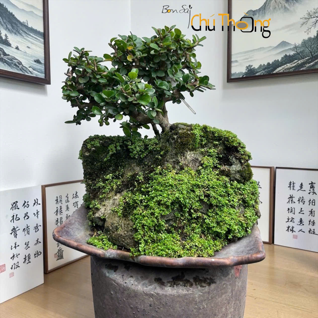 HỘ KINH DOANH BONSAI CHÚ THOÒNG