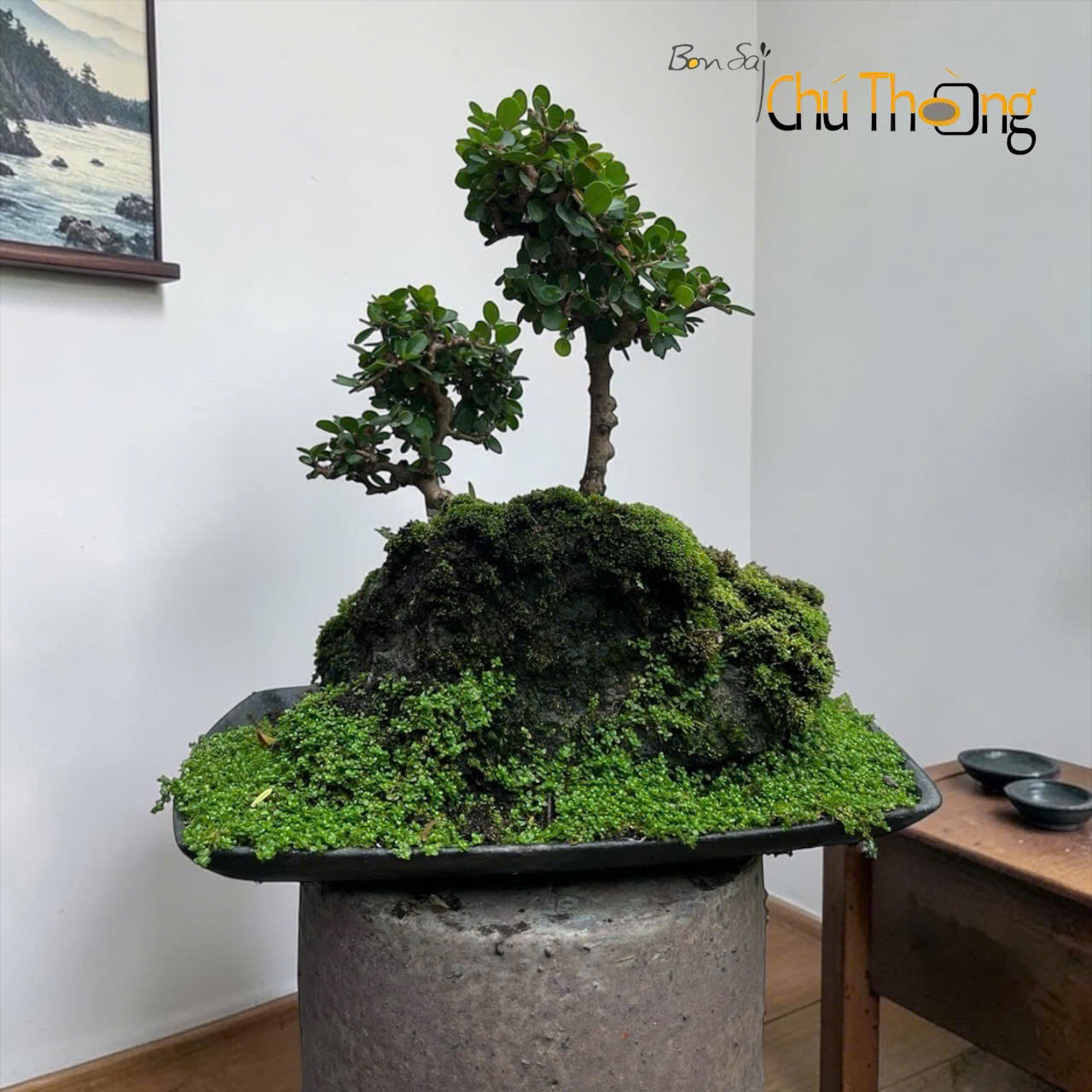 HỘ KINH DOANH BONSAI CHÚ THOÒNG