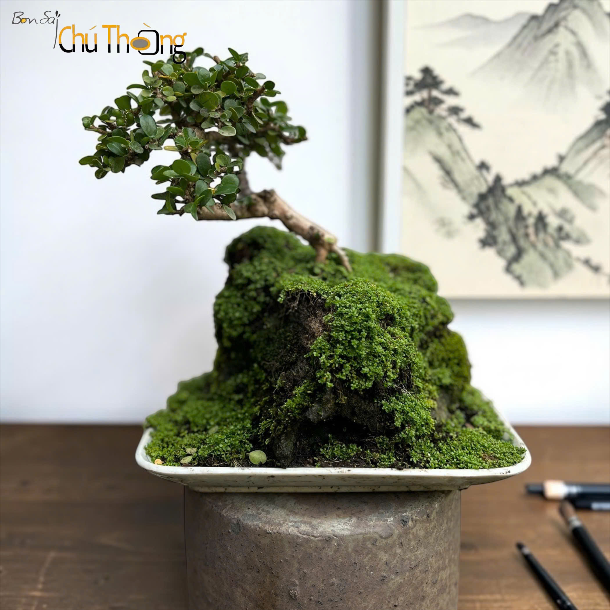 HỘ KINH DOANH BONSAI CHÚ THOÒNG