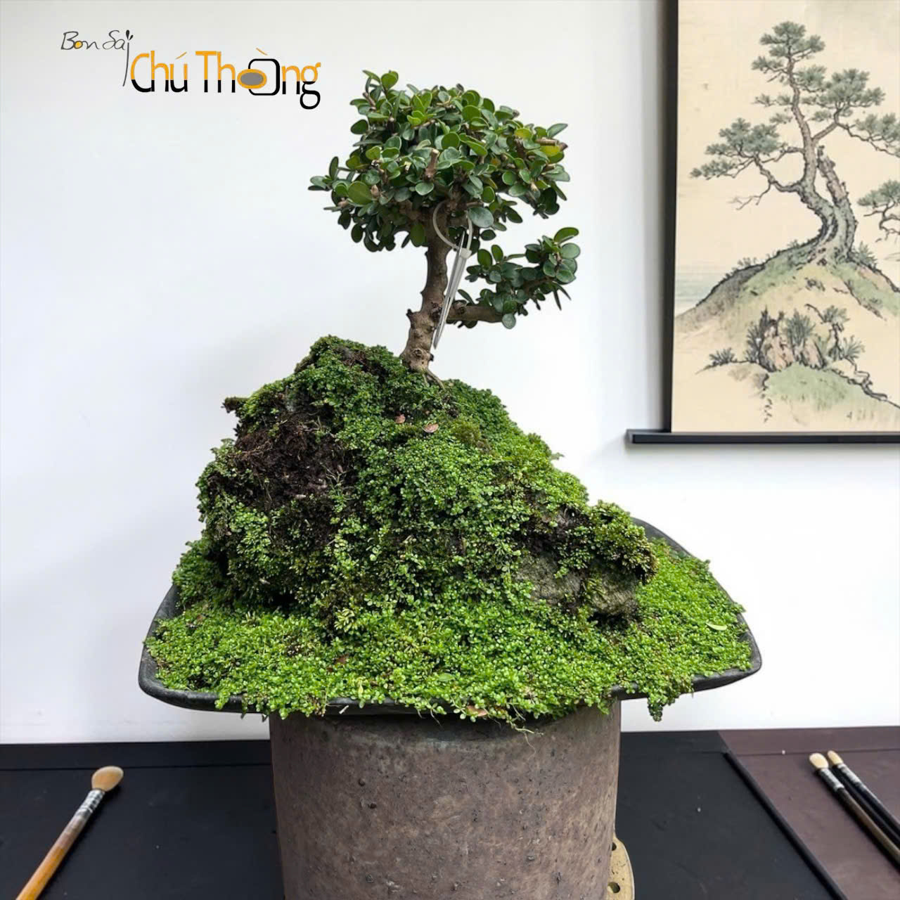 HỘ KINH DOANH BONSAI CHÚ THOÒNG