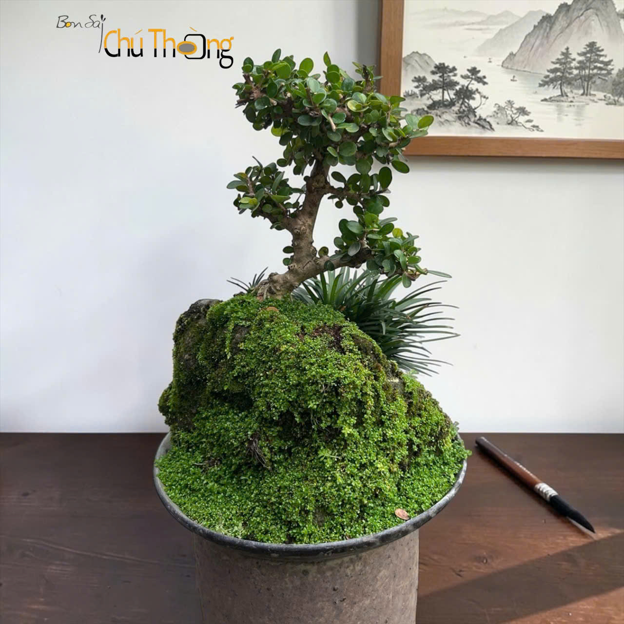 HỘ KINH DOANH BONSAI CHÚ THOÒNG