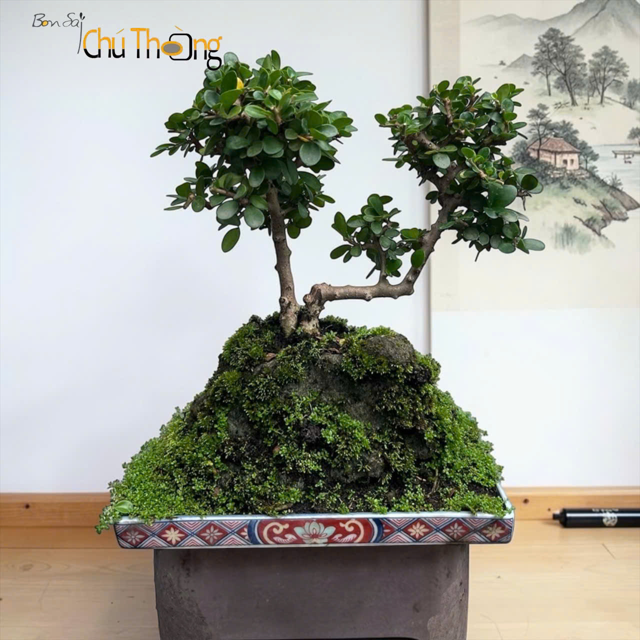 HỘ KINH DOANH BONSAI CHÚ THOÒNG