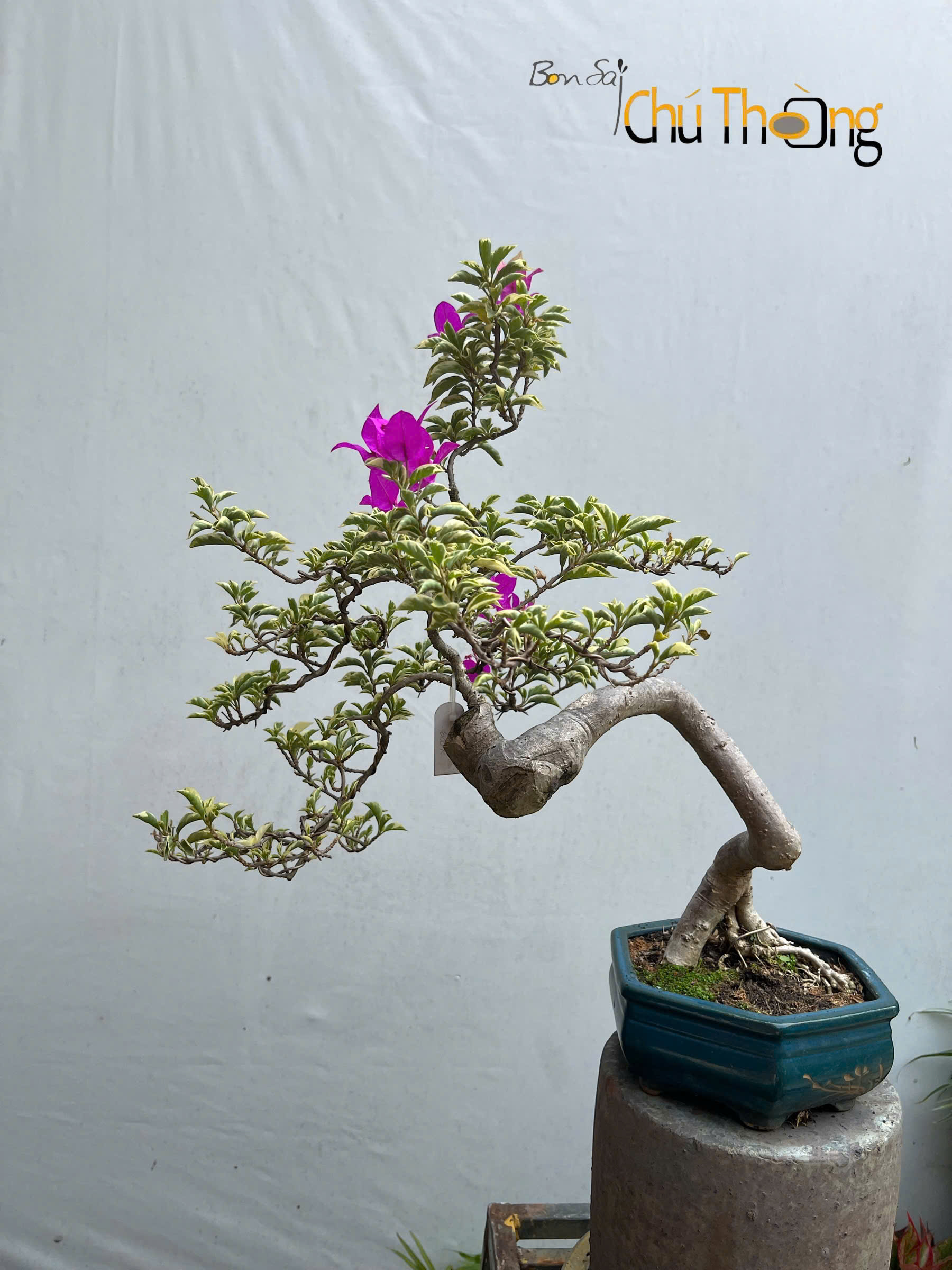 HỘ KINH DOANH BONSAI CHÚ THOÒNG