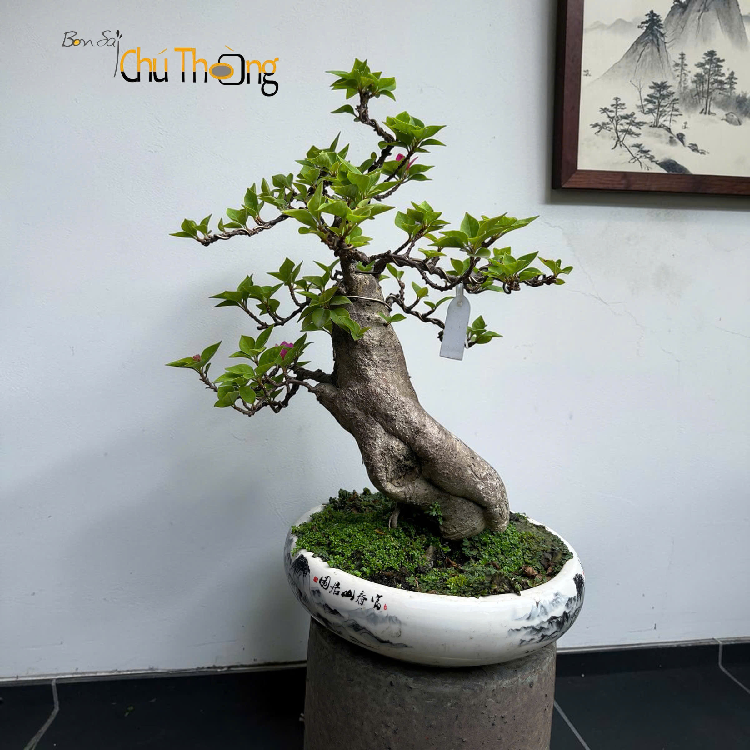 HỘ KINH DOANH BONSAI CHÚ THOÒNG