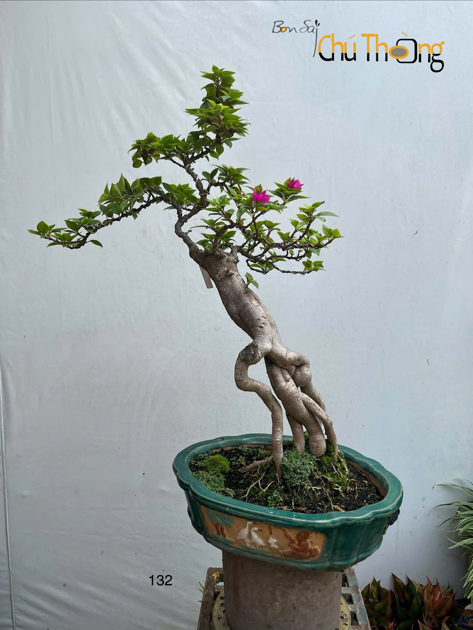 HỘ KINH DOANH BONSAI CHÚ THOÒNG