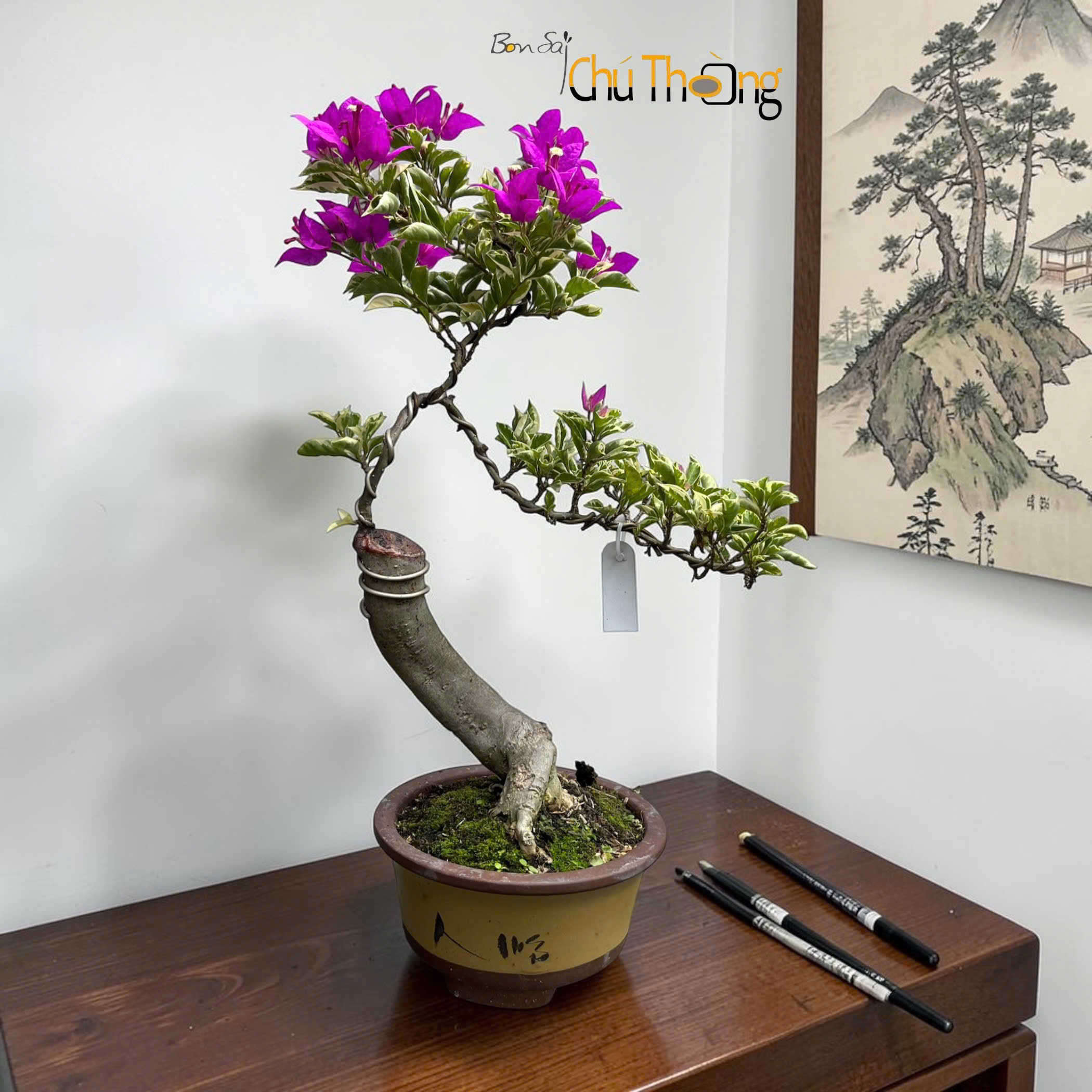 HỘ KINH DOANH BONSAI CHÚ THOÒNG