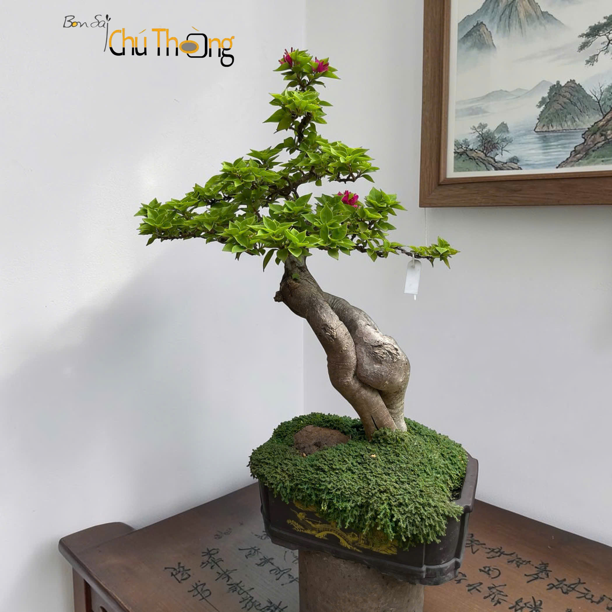 HỘ KINH DOANH BONSAI CHÚ THOÒNG