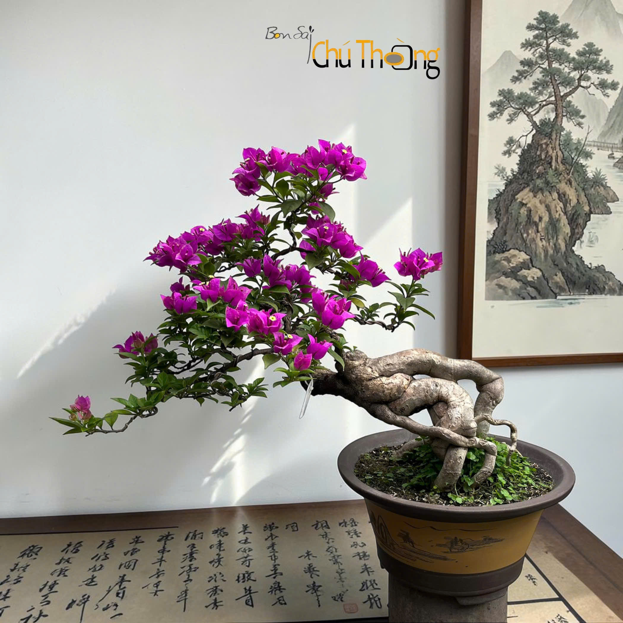 HỘ KINH DOANH BONSAI CHÚ THOÒNG