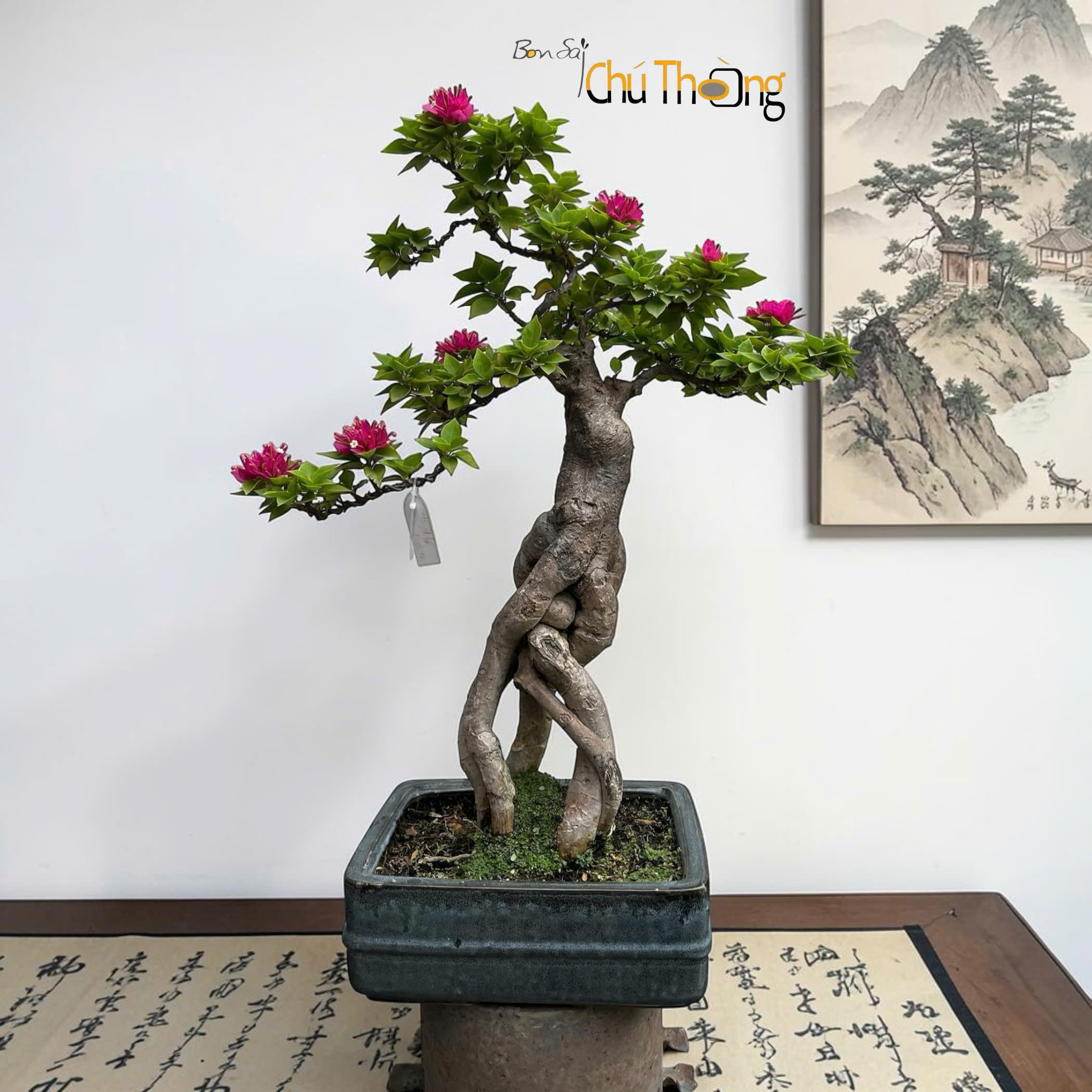 HỘ KINH DOANH BONSAI CHÚ THOÒNG