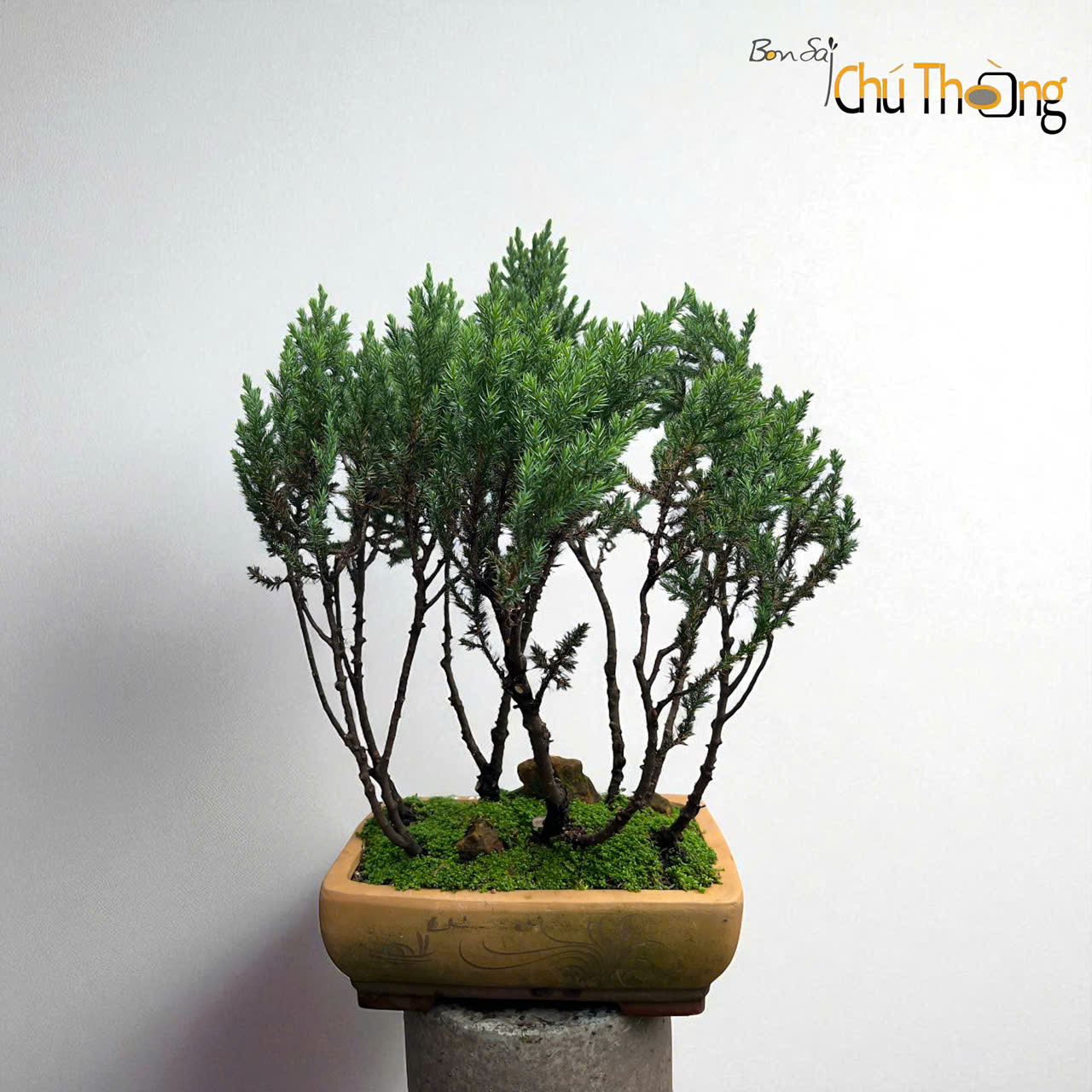 HỘ KINH DOANH BONSAI CHÚ THOÒNG