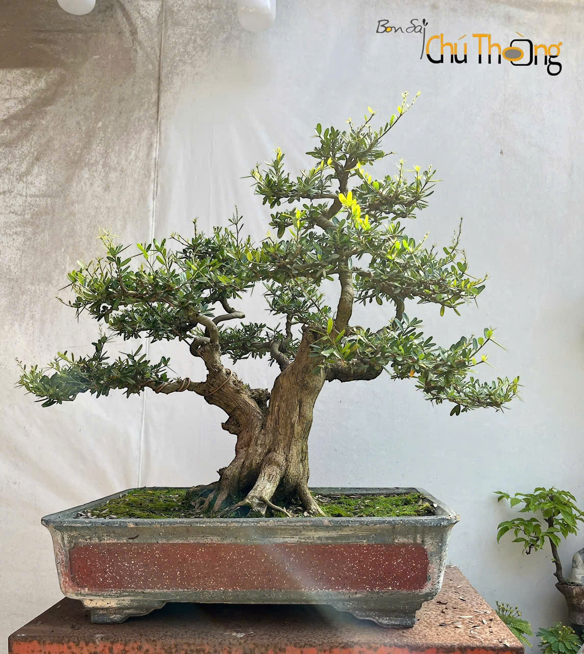 HỘ KINH DOANH BONSAI CHÚ THOÒNG