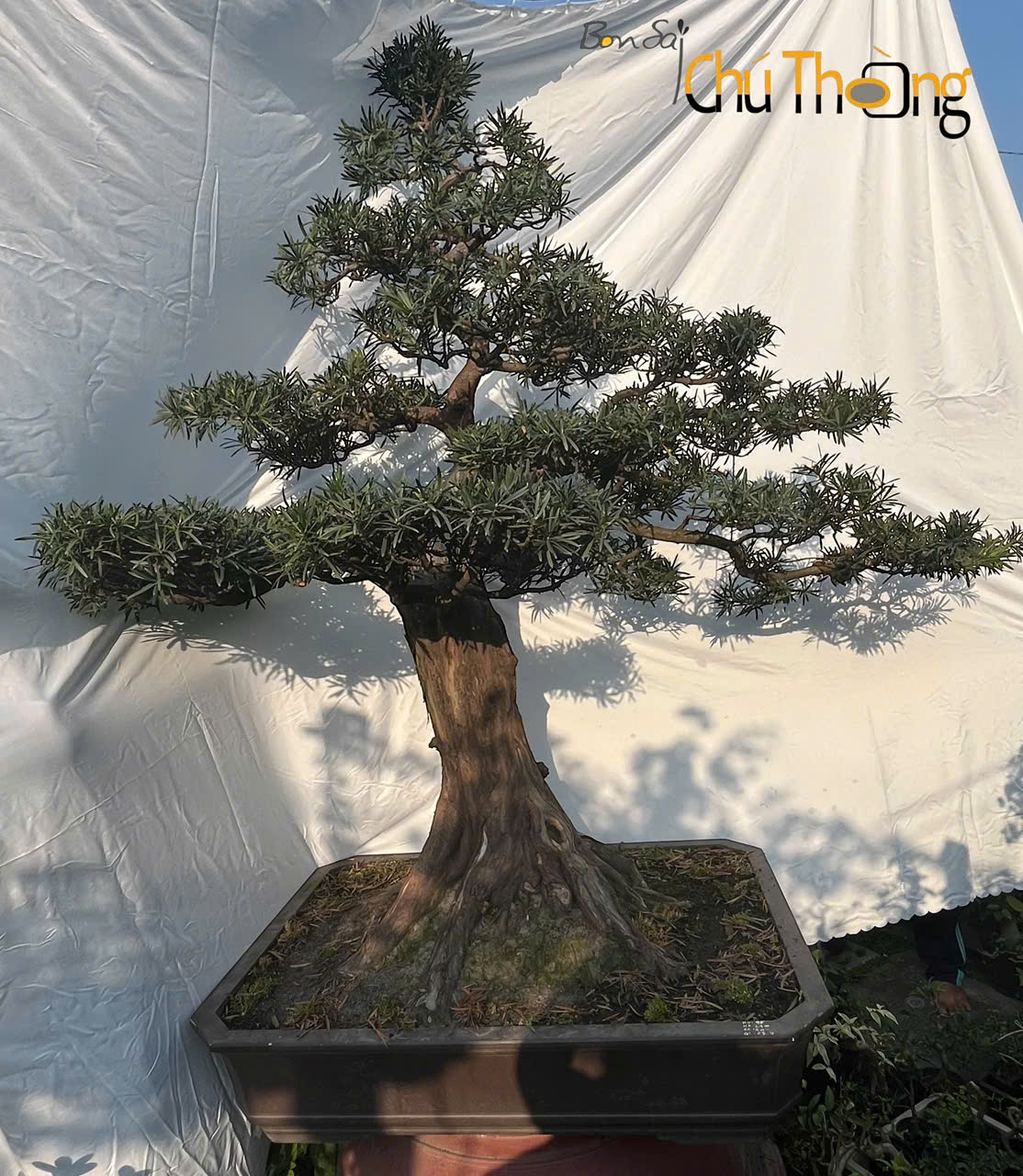 HỘ KINH DOANH BONSAI CHÚ THOÒNG