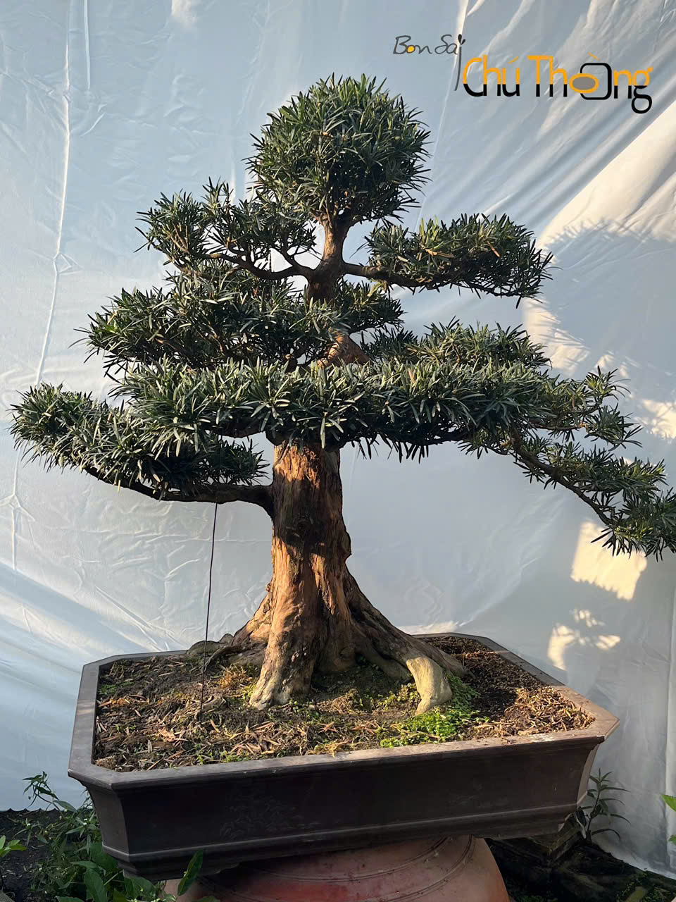 HỘ KINH DOANH BONSAI CHÚ THOÒNG