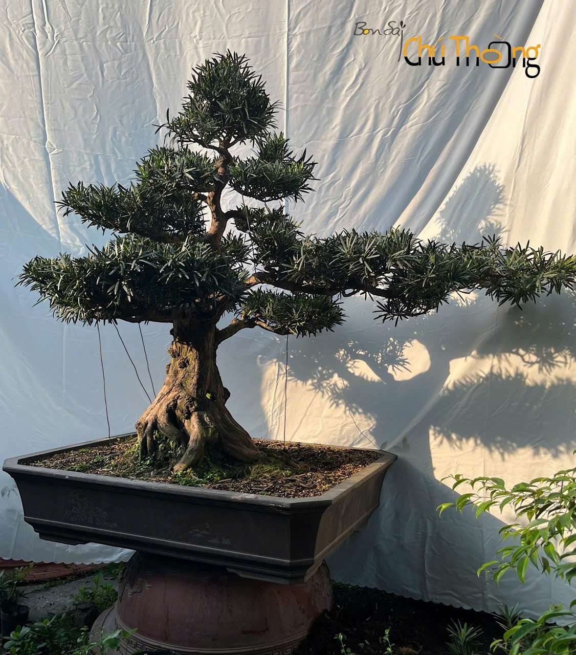 HỘ KINH DOANH BONSAI CHÚ THOÒNG