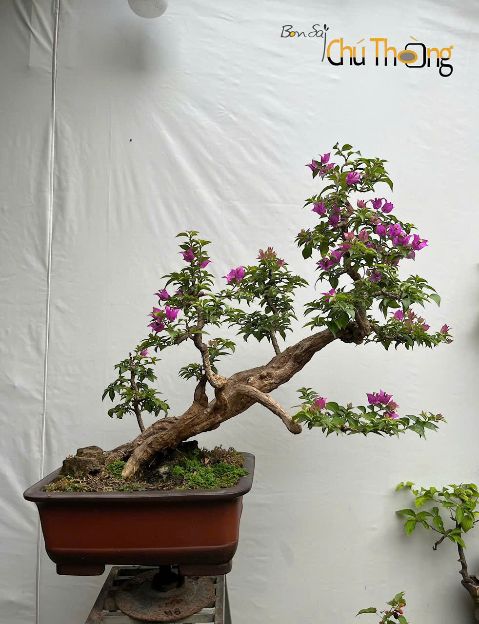 HỘ KINH DOANH BONSAI CHÚ THOÒNG