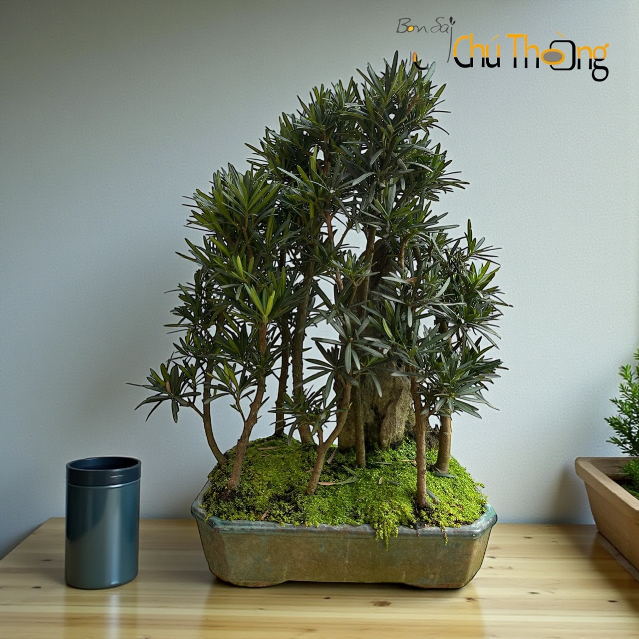 HỘ KINH DOANH BONSAI CHÚ THOÒNG