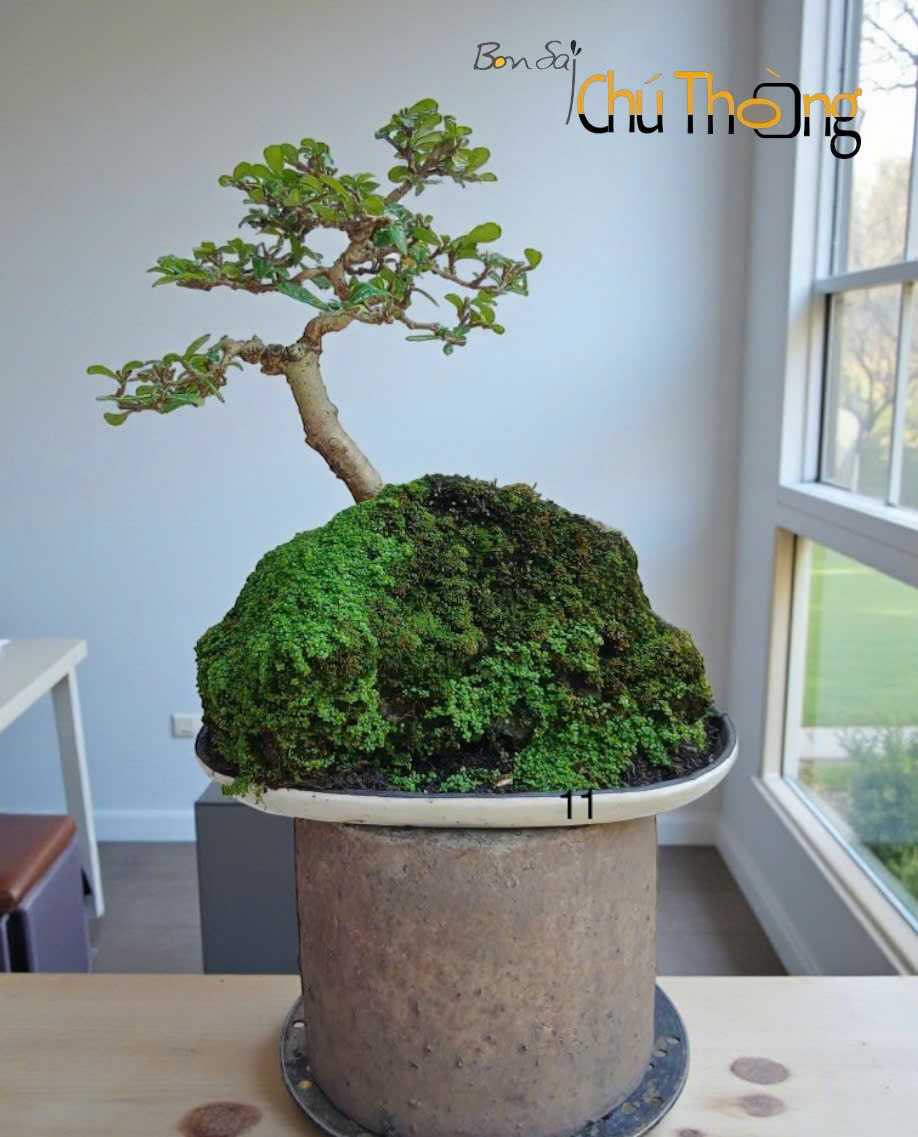 HỘ KINH DOANH BONSAI CHÚ THOÒNG