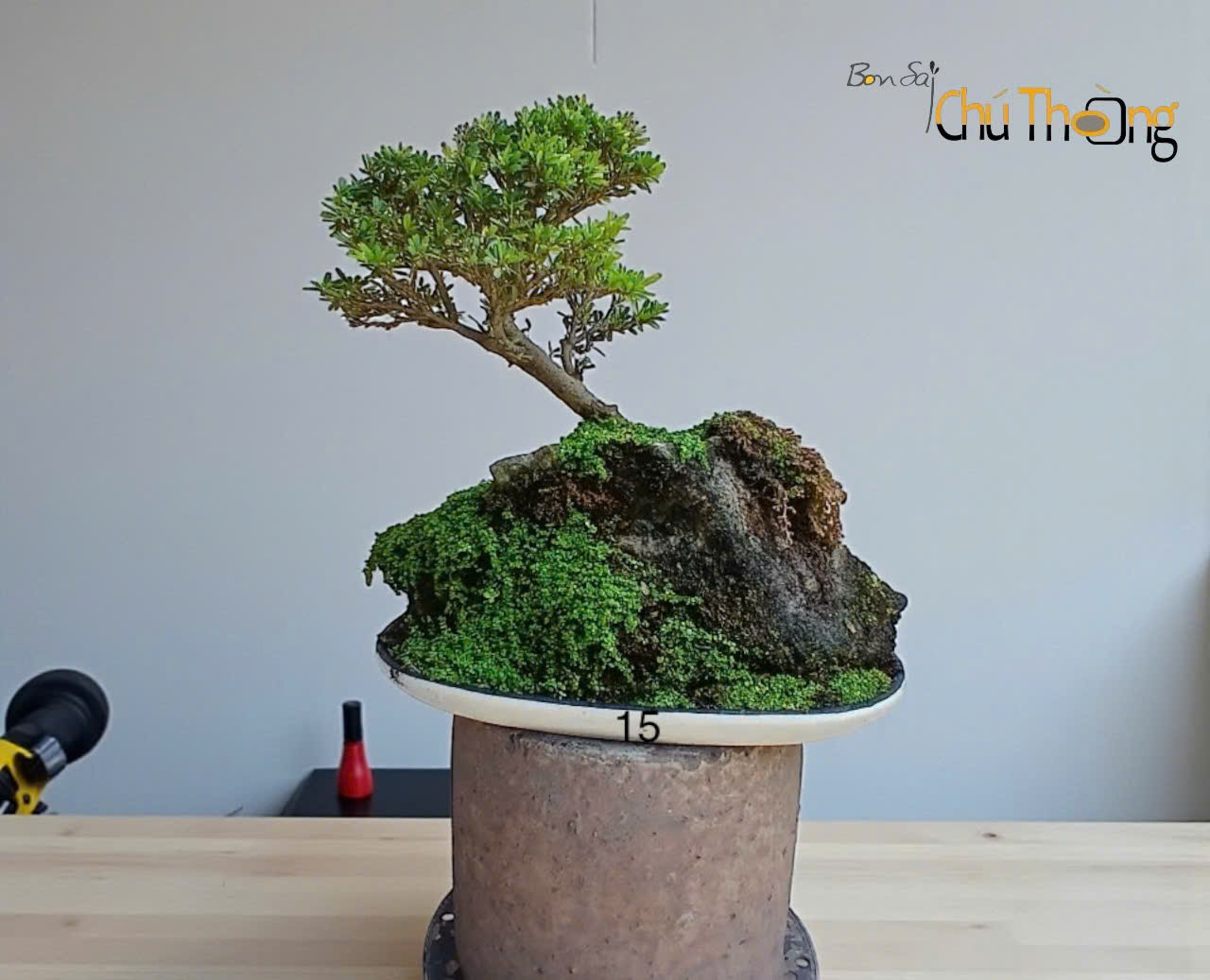 HỘ KINH DOANH BONSAI CHÚ THOÒNG