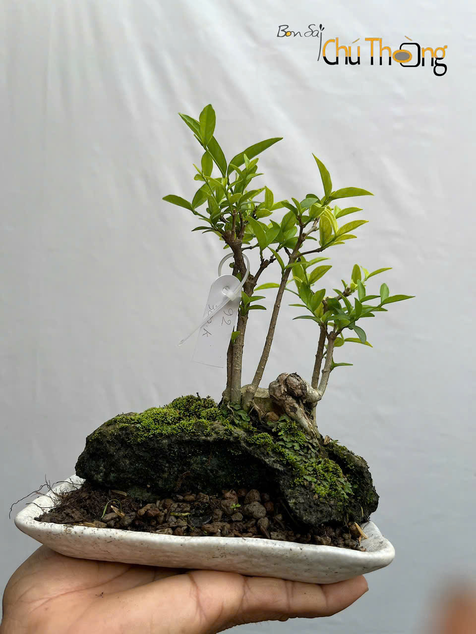 HỘ KINH DOANH BONSAI CHÚ THOÒNG