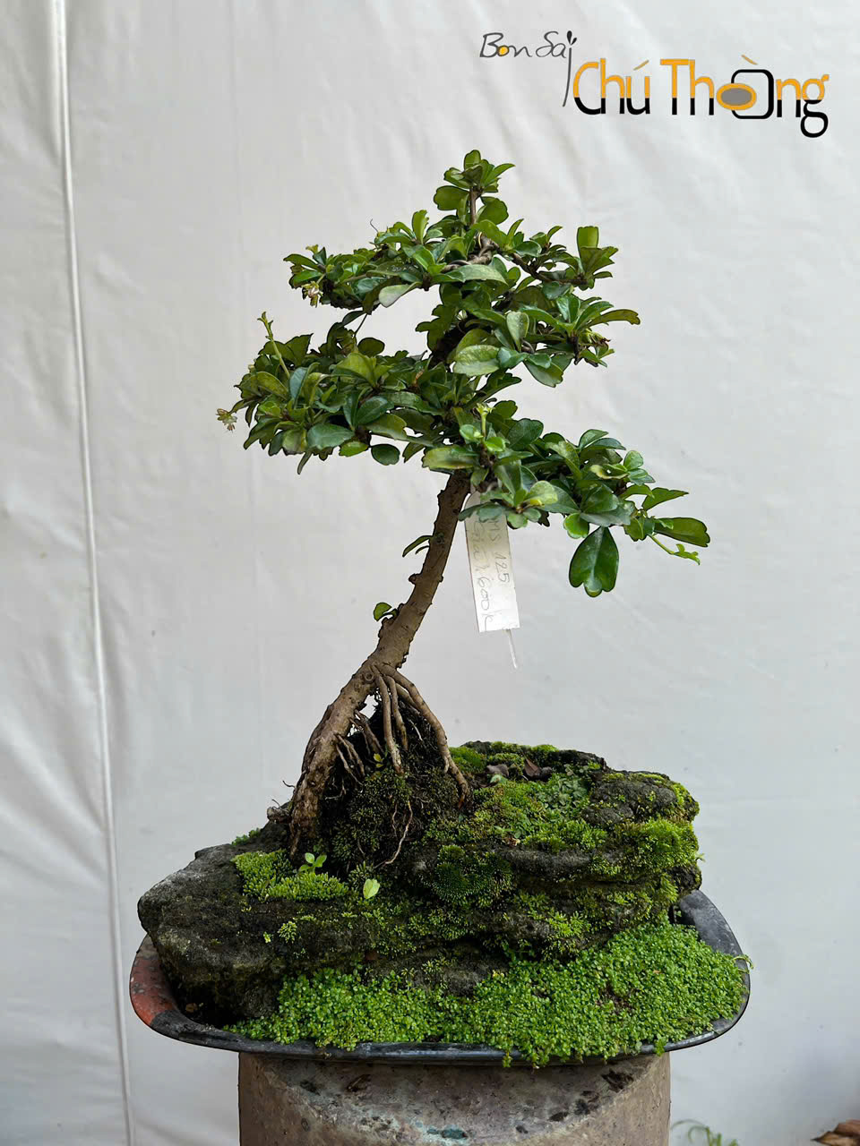 HỘ KINH DOANH BONSAI CHÚ THOÒNG