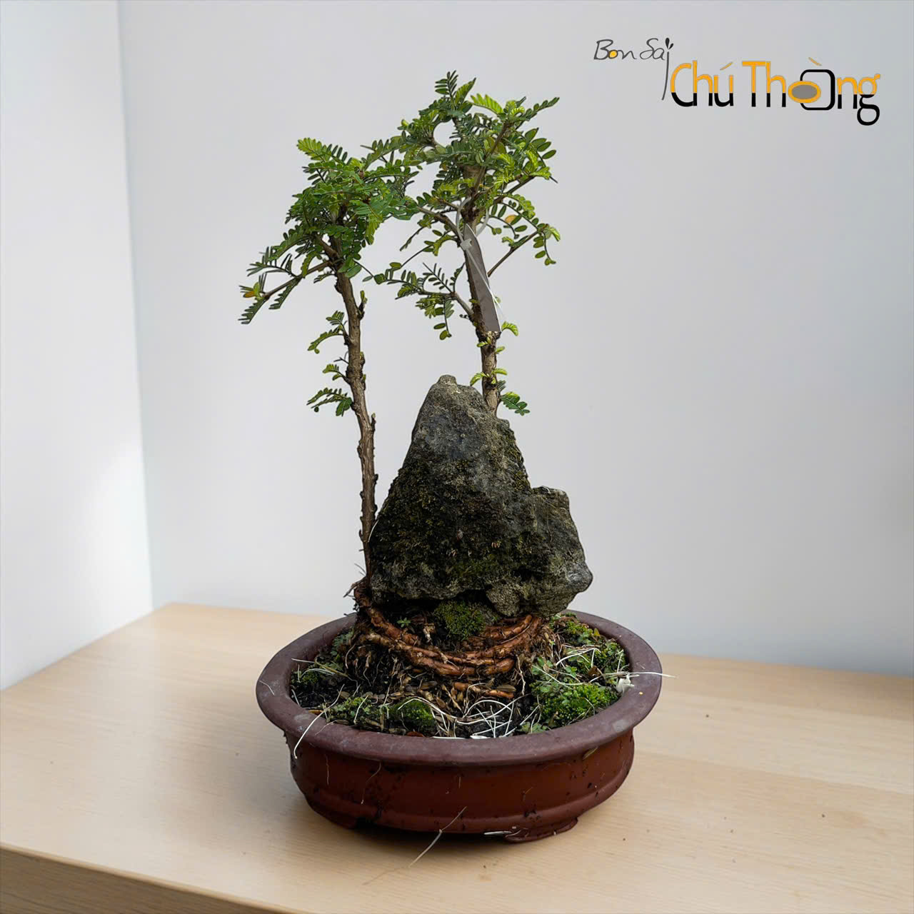 HỘ KINH DOANH BONSAI CHÚ THOÒNG