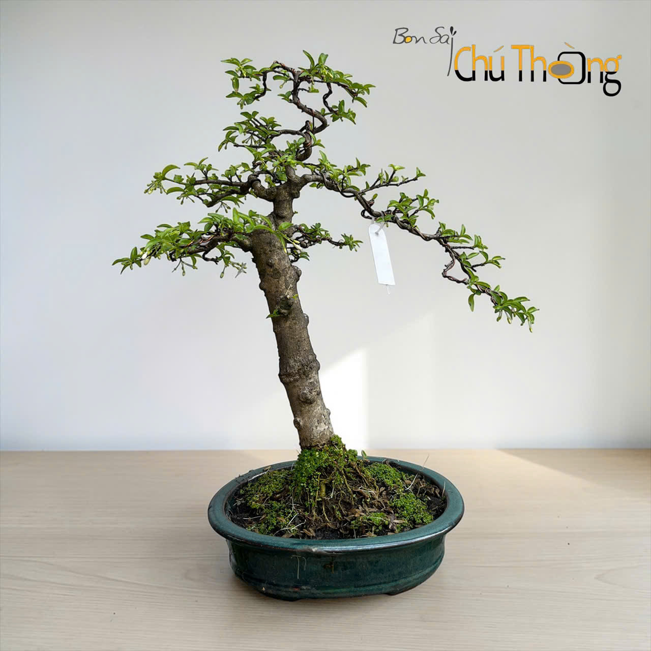 HỘ KINH DOANH BONSAI CHÚ THOÒNG