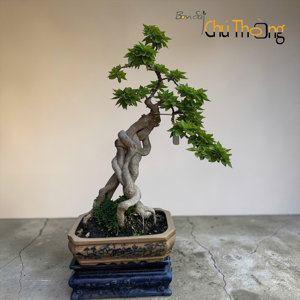 HỘ KINH DOANH BONSAI CHÚ THOÒNG