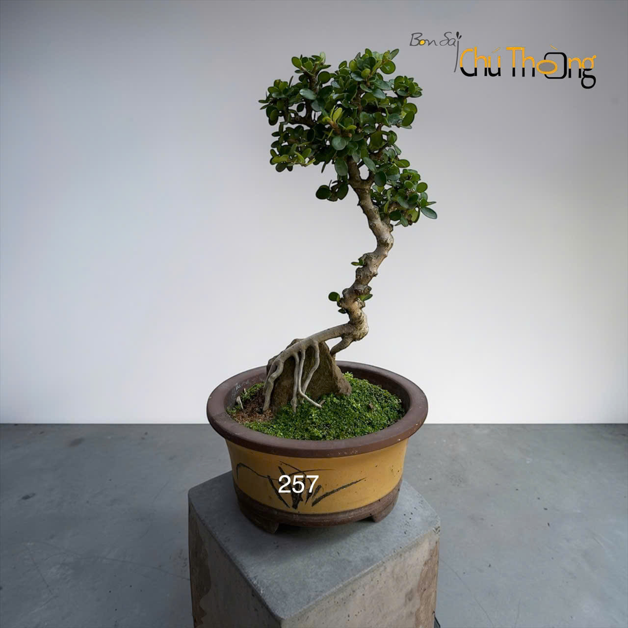HỘ KINH DOANH BONSAI CHÚ THOÒNG