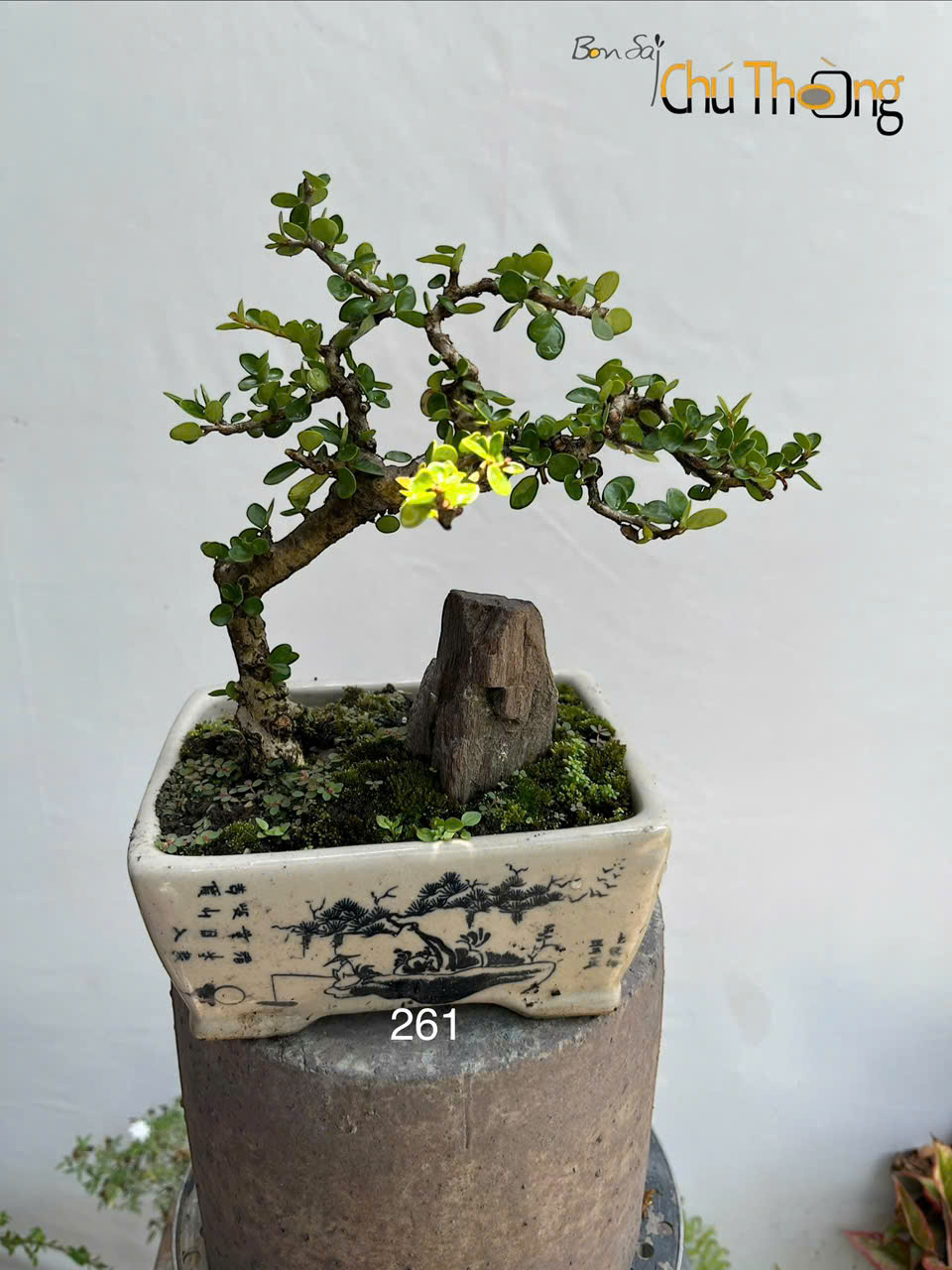 HỘ KINH DOANH BONSAI CHÚ THOÒNG