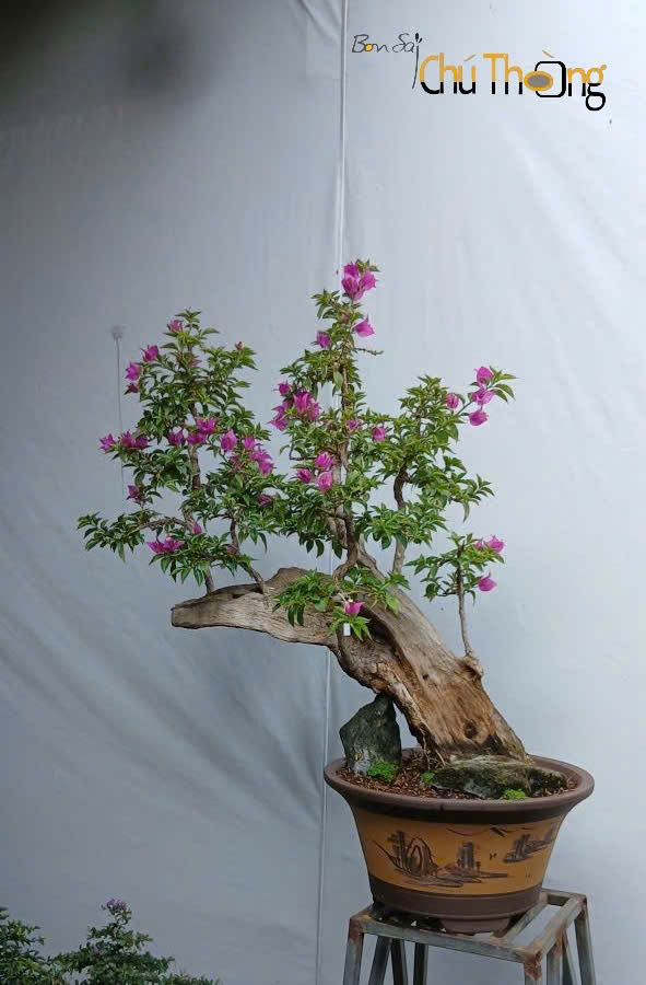 HỘ KINH DOANH BONSAI CHÚ THOÒNG