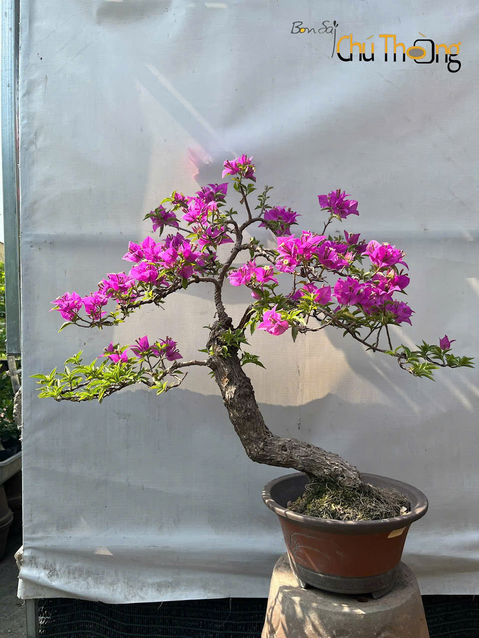 HỘ KINH DOANH BONSAI CHÚ THOÒNG