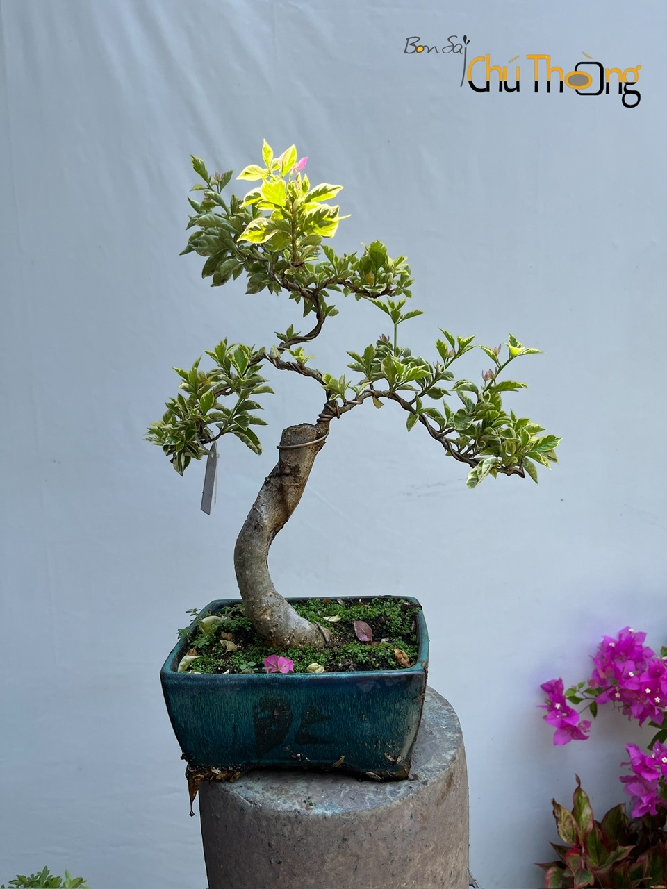 HỘ KINH DOANH BONSAI CHÚ THOÒNG