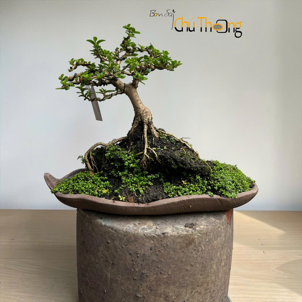 HỘ KINH DOANH BONSAI CHÚ THOÒNG