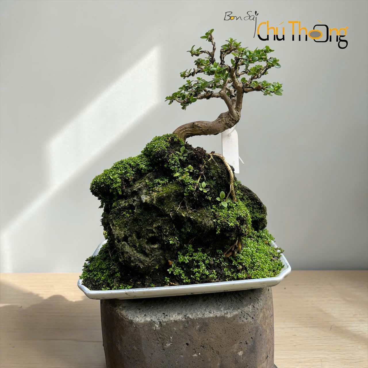 HỘ KINH DOANH BONSAI CHÚ THOÒNG