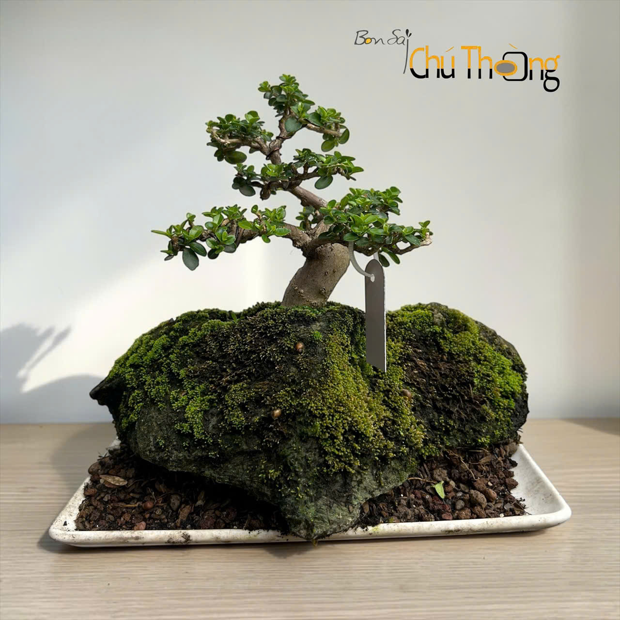 HỘ KINH DOANH BONSAI CHÚ THOÒNG