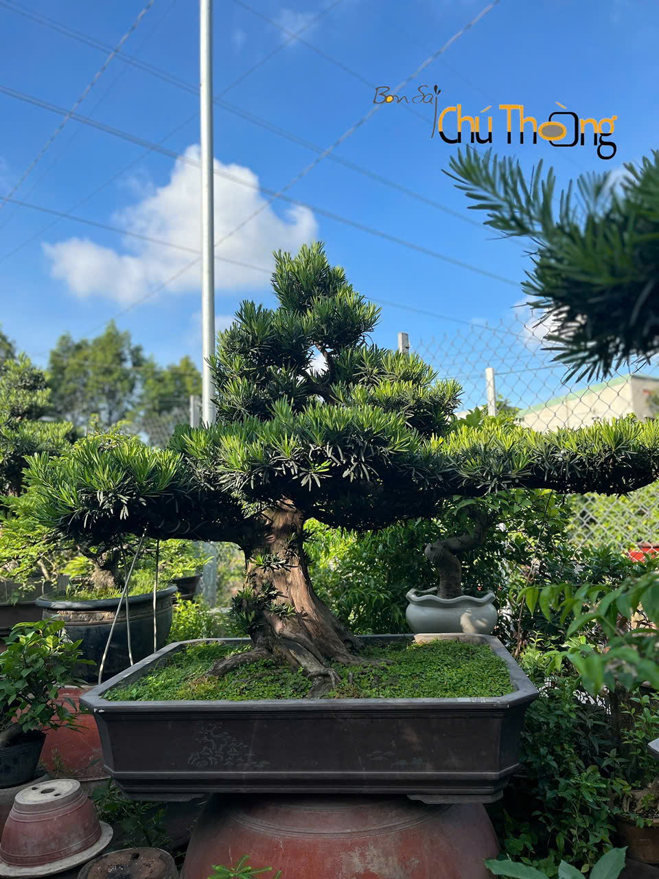 HỘ KINH DOANH BONSAI CHÚ THOÒNG