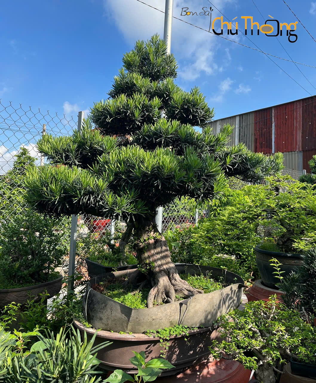 HỘ KINH DOANH BONSAI CHÚ THOÒNG