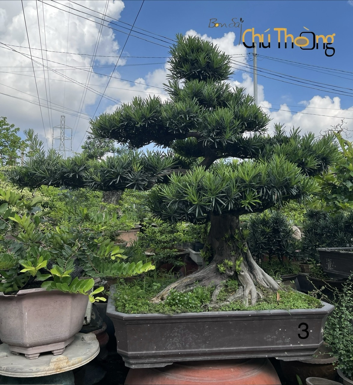 HỘ KINH DOANH BONSAI CHÚ THOÒNG
