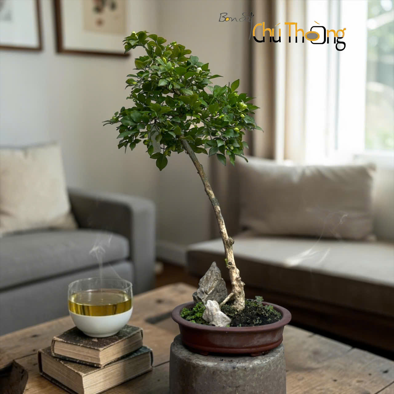 HỘ KINH DOANH BONSAI CHÚ THOÒNG