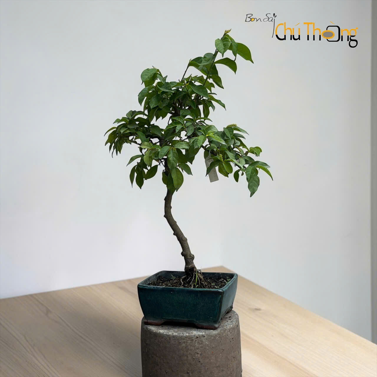 HỘ KINH DOANH BONSAI CHÚ THOÒNG