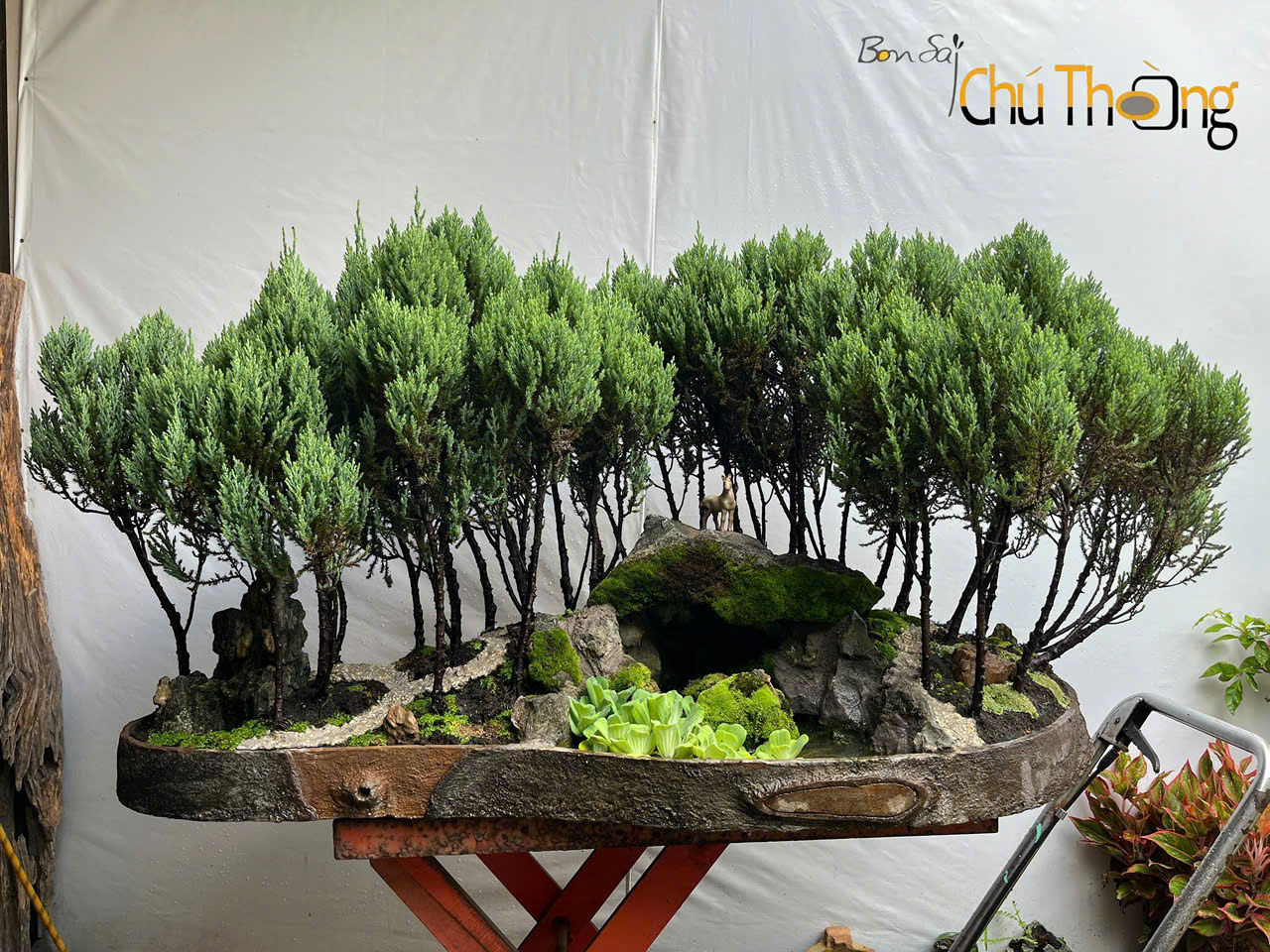 HỘ KINH DOANH BONSAI CHÚ THOÒNG