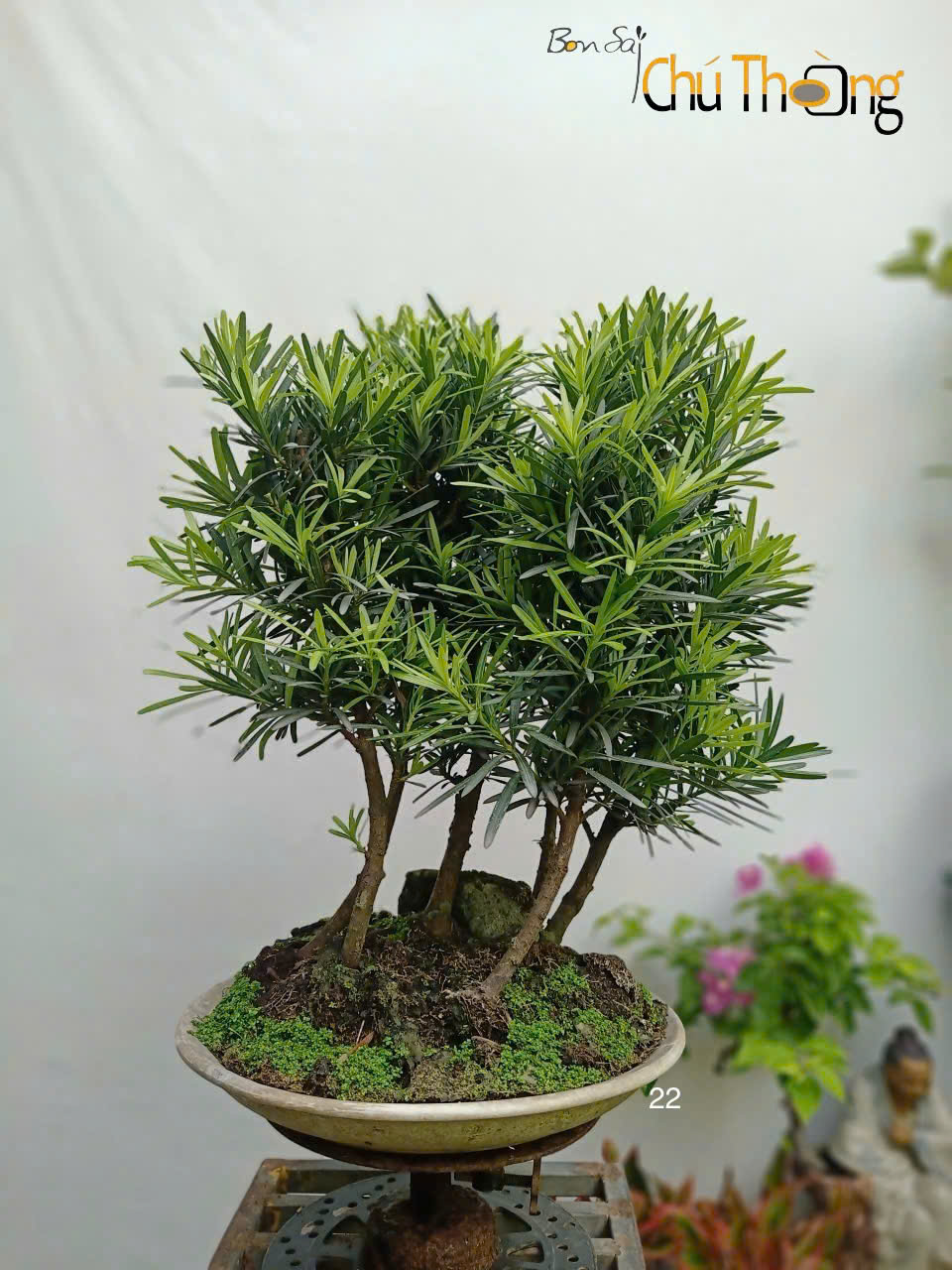HỘ KINH DOANH BONSAI CHÚ THOÒNG